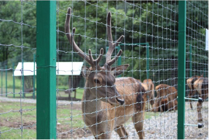 Deer Park Visit